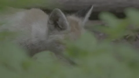 Red Fox (Vulpes vulpes) Stock Footage 125494299