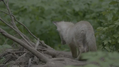 Red Fox (Vulpes vulpes) Stock Footage 125494699