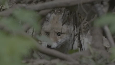 Red Fox (Vulpes vulpes) Stock Footage 125495085