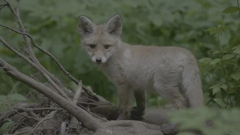 Red Fox (Vulpes vulpes) Stock Footage 125495818
