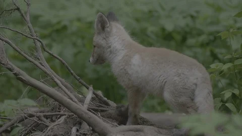 Red Fox (Vulpes vulpes) Stock Footage 125496411