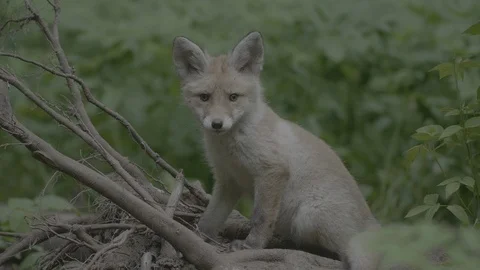 Red Fox (Vulpes vulpes) Stock Footage 125496876