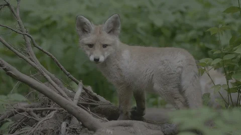 Red Fox (Vulpes vulpes) Stock Footage 125496927