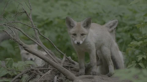 Red Fox (Vulpes vulpes) Stock Footage 125496963