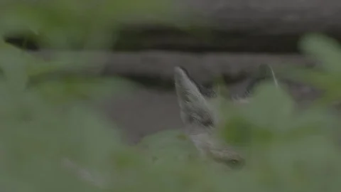 Red Fox (Vulpes vulpes) Stock Footage 125497795