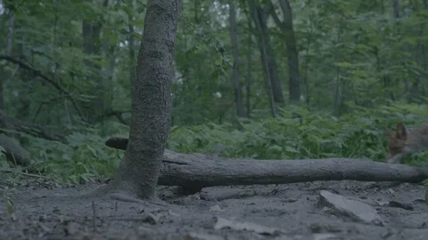 Red Fox (Vulpes vulpes) Stock Footage 125498256