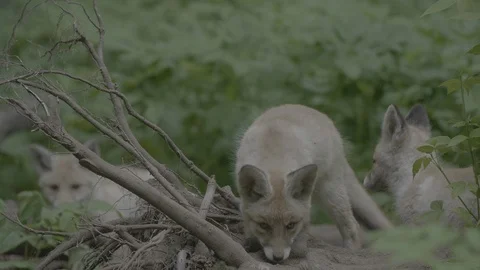 Red Fox (Vulpes vulpes) Stock Footage 125498647