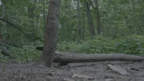 Red Fox (Vulpes vulpes) Stock Footage 125498733