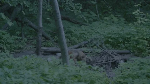 Red Fox (Vulpes vulpes) Stock Footage 125501613