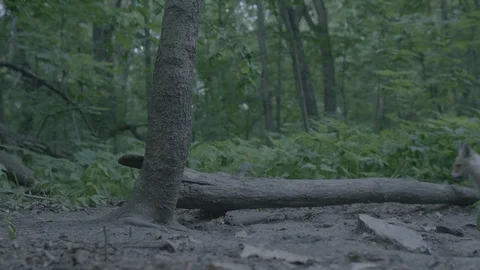 Red Fox (Vulpes vulpes) Stock Footage 125504411