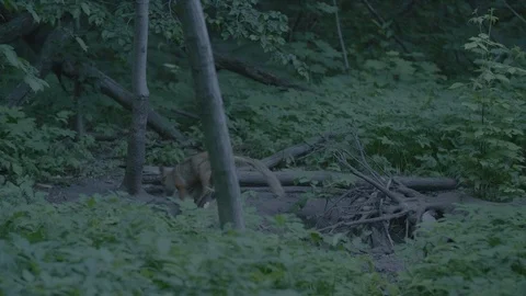 Red Fox (Vulpes vulpes) Stock Footage 125507945