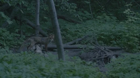 Red Fox (Vulpes vulpes) Stock Footage 125509850