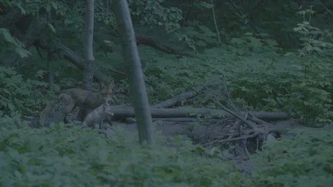 Red Fox (Vulpes vulpes) Stock Footage 125511689