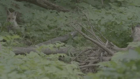 Red Fox (Vulpes vulpes) Stock Footage 125513731