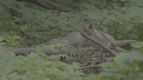 Red Fox (Vulpes vulpes) Stock Footage 125516370