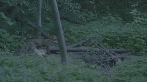 Red Fox (Vulpes vulpes) Stock Footage 125516401