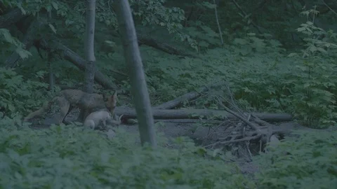 Red Fox (Vulpes vulpes) Stock Footage 125517226