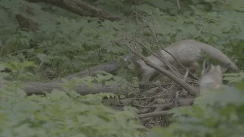 Red Fox (Vulpes vulpes) Stock Footage 125518646