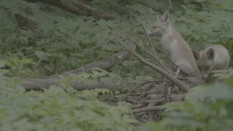 Red Fox (Vulpes vulpes) Stock Footage 125518922