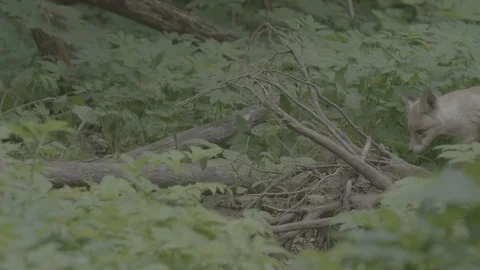 Red Fox (Vulpes vulpes) Stock Footage 125518985