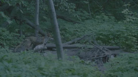 Red Fox (Vulpes vulpes) Stock Footage 125520430