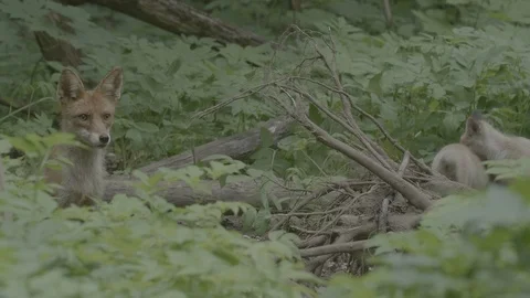 Red Fox (Vulpes vulpes) Stock Footage 125523965