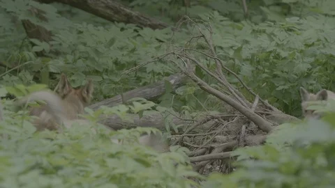 Red Fox (Vulpes vulpes) Stock Footage 125524652