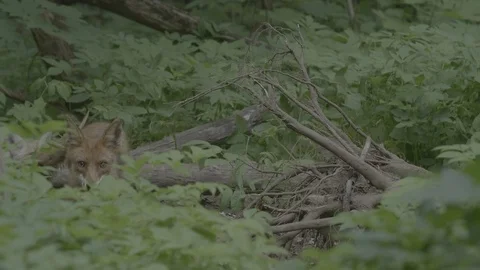 Red Fox (Vulpes vulpes) Stock Footage 125527820