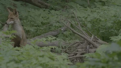 Red Fox (Vulpes vulpes) Stock Footage 125528129
