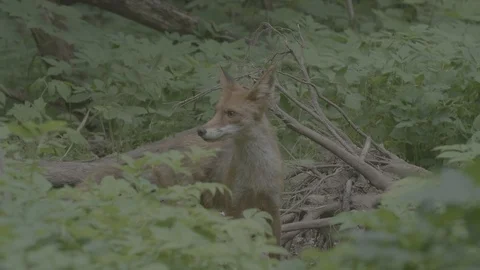 Red Fox (Vulpes vulpes) Stock Footage 125529129