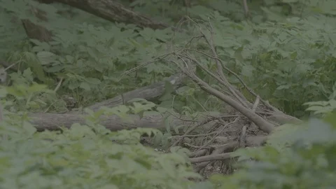 Red Fox (Vulpes vulpes) Stock Footage 125529318