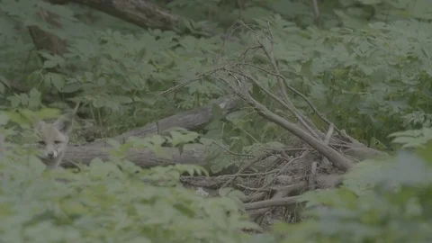 Red Fox (Vulpes vulpes) Stock Footage 125530146