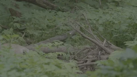 Red Fox (Vulpes vulpes) Stock Footage 125530525