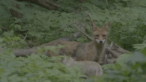 Red Fox (Vulpes vulpes) Stock Footage 125530791