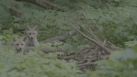Red Fox (Vulpes vulpes) Stock Footage 125531663