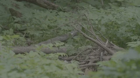 Red Fox (Vulpes vulpes) Stock Footage 125533246