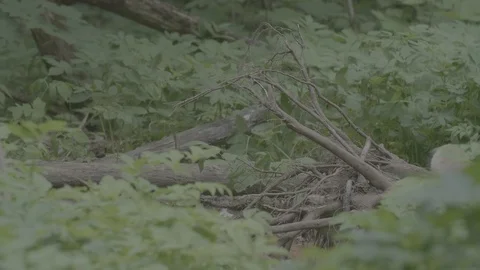 Red Fox (Vulpes vulpes) Stock Footage 125533412