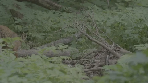 Red Fox (Vulpes vulpes) Stock Footage 125535080