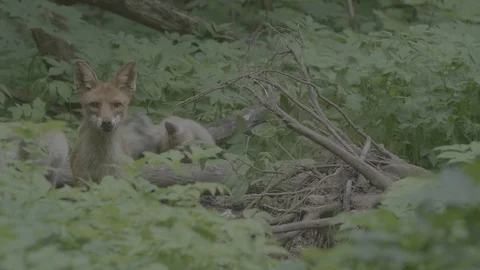 Red Fox (Vulpes vulpes) Stock Footage 125535084