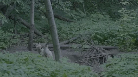 Red Fox (Vulpes vulpes) Stock Footage 125536464