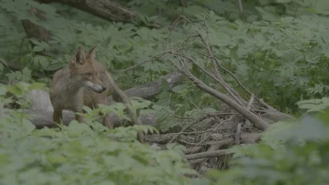 Red Fox (Vulpes vulpes) Stock Footage 125536584