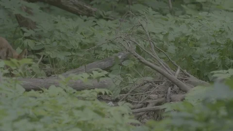 Red Fox (Vulpes vulpes) Stock Footage 125536794