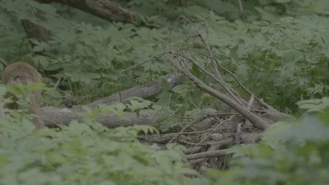 Red Fox (Vulpes vulpes) Stock Footage 125537098