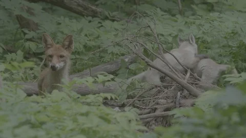 Red Fox (Vulpes vulpes) Stock Footage 125537213