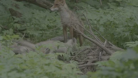 Red Fox (Vulpes vulpes) Stock Footage 125538931