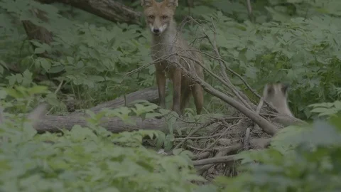 Red Fox (Vulpes vulpes) Stock Footage 125539978