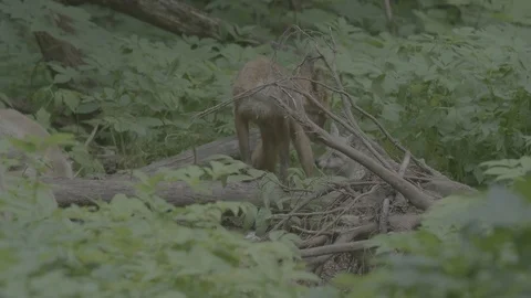 Red Fox (Vulpes vulpes) Stock Footage 125540251