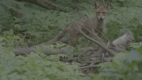 Red Fox (Vulpes vulpes) Stock Footage 125541515