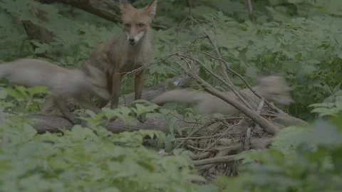 Red Fox (Vulpes vulpes) Stock Footage 125542059
