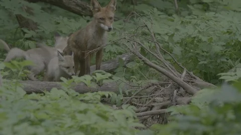 Red Fox (Vulpes vulpes) Stock Footage 125542378